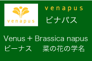 名前は、「venapus　ビナパス」